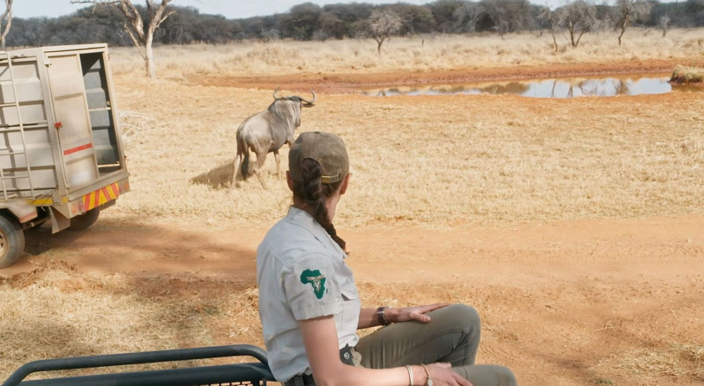 ‘Dra. Fabiola Jones’ enseña el traslado controlado de ñus y la búsqueda del tiburón blanco